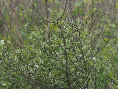Elaeagnus oldhamii, photographed by 葉子