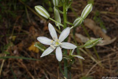 Loncomelos narbonense, photographed by davidfdz_b82