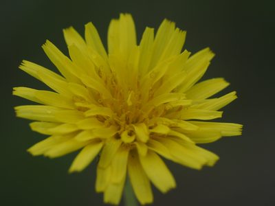 Taraxacum formosanum, photographed by 葉子