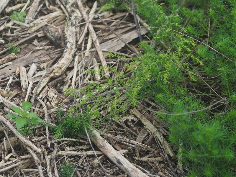 Asparagus cochinchinensis, photographed by 葉子