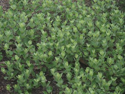 Vitex rotundifolia, photographed by 葉子
