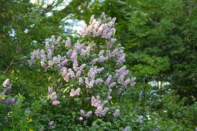 Syringa vulgaris, photographed by David Sandler