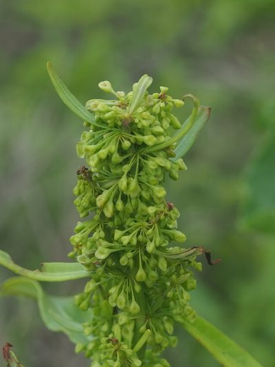 Rumex japonicus, photographed by 葉子