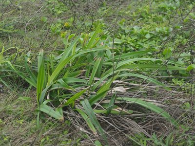 Dianella ensifolia, photographed by 葉子