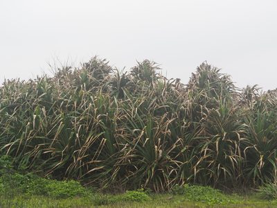 Pandanus odorifer, photographed by 葉子