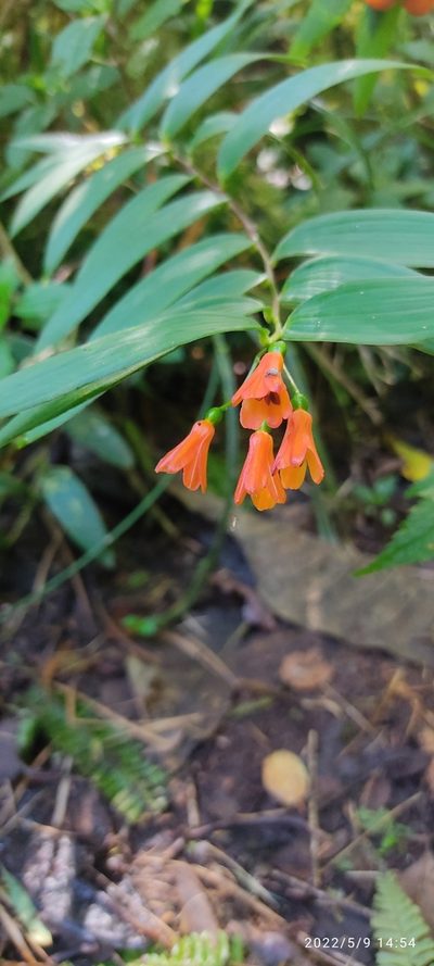 Bomarea distichifolia, photographed by Floro Ortiz Contreras
