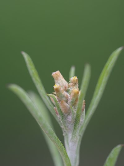 Gamochaeta calviceps, photographed by 葉子
