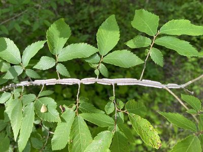 Ulmus alata, photographed by Daniel McNair