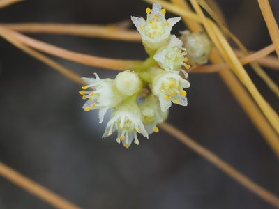 Cuscuta campestris, photographed by 葉子