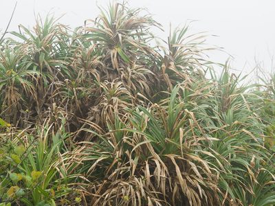Pandanus odorifer, photographed by 葉子