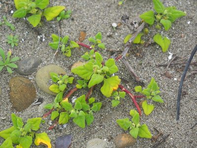 Tetragonia tetragonoides, photographed by 葉子
