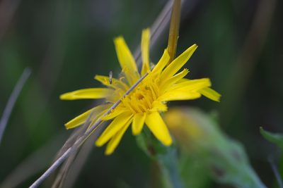 Scorzonera humilis, photographed by David Sandler