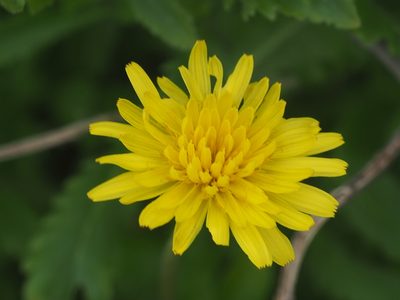 Taraxacum formosanum, photographed by 葉子