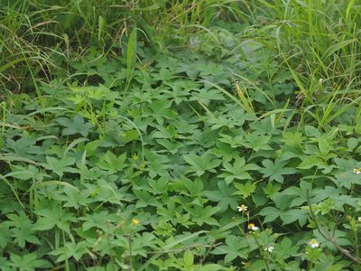 Humulus scandens, photographed by 葉子