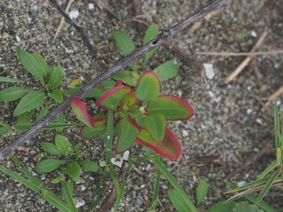 Chenopodium acuminatum, photographed by 葉子