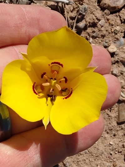 Calochortus aureus, photographed by Tom Gulya