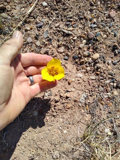 Calochortus aureus, photographed by Tom Gulya