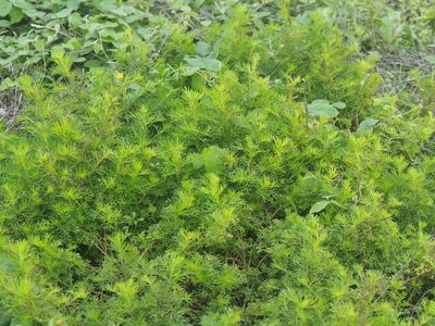 Artemisia capillaris, photographed by 葉子