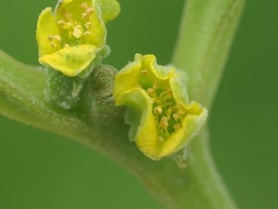 Tetragonia tetragonoides, photographed by 葉子