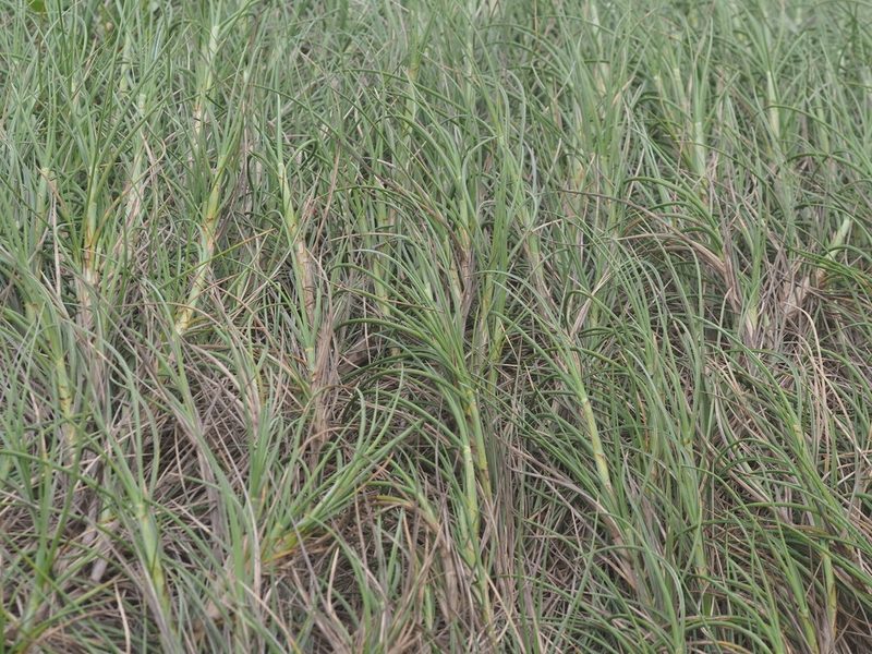 Spinifex littoreus, photographed by 葉子