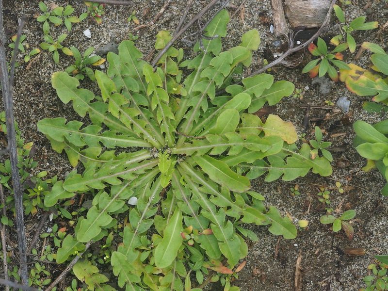 Taraxacum formosanum, photographed by 葉子