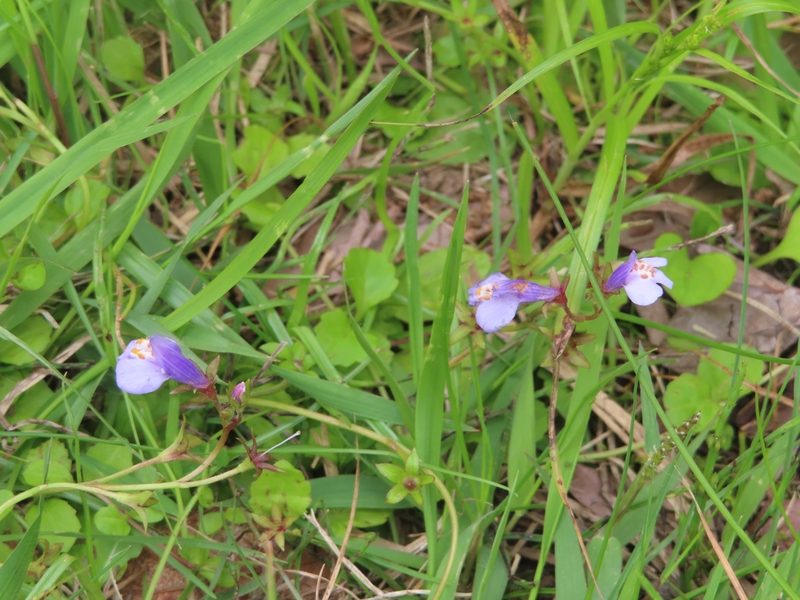 Mazus miquelii, photographed by mami_t_t