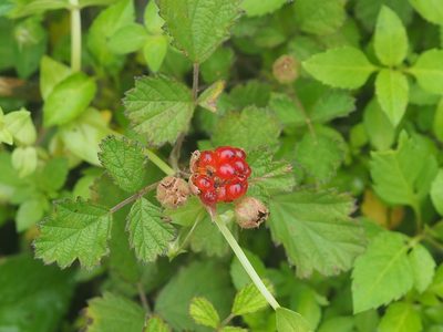 Rubus parvifolius, photographed by 葉子