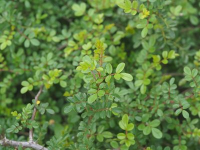 Rosa bracteata, photographed by 葉子