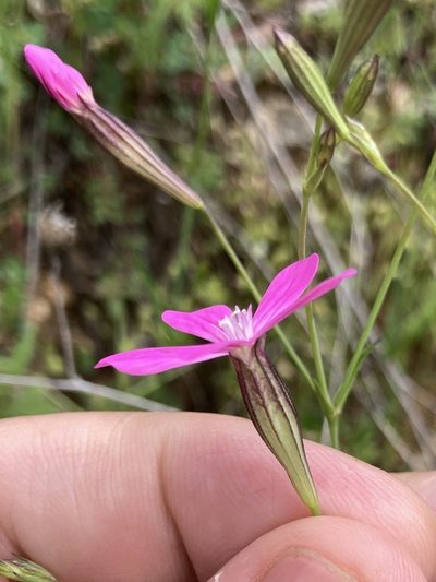 Silene ungeri, photographed by Lukas Schärer