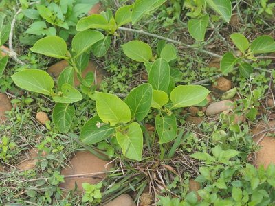 Stephanotis volubilis, photographed by 葉子