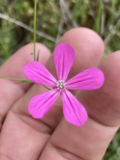 Silene ungeri, photographed by Lukas Schärer