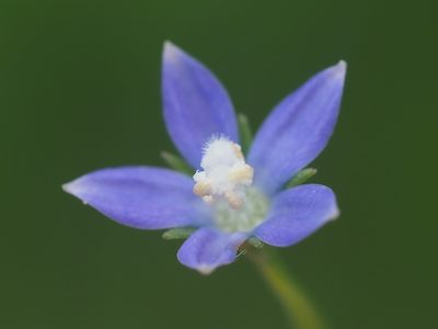 Wahlenbergia marginata, photographed by 葉子