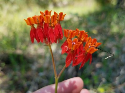 Asclepias lanceolata, photographed by Leila Dasher