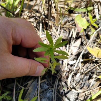 Proserpinaca palustris, photographed by Leila Dasher