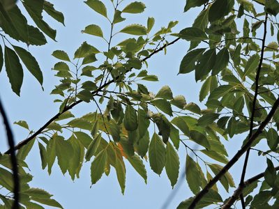 Diospyros japonica, photographed by Jacy Chen