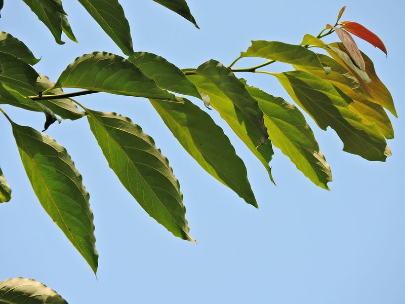 Diospyros japonica, photographed by Jacy Chen