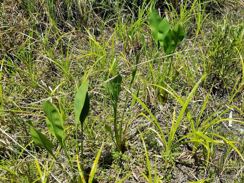 Sagittaria lancifolia, photographed by Leila Dasher