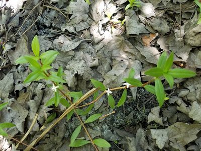 Diodia virginiana, photographed by Leila Dasher