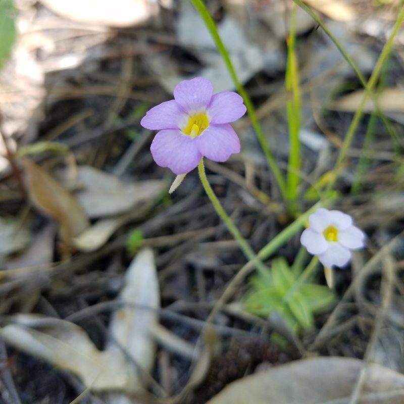 Pinguicula pumila, photographed by Leila Dasher