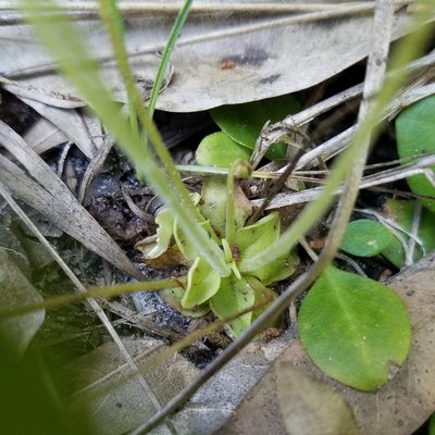 Pinguicula pumila, photographed by Leila Dasher