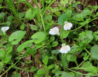 Mazus miquelii, photographed by mami_t_t