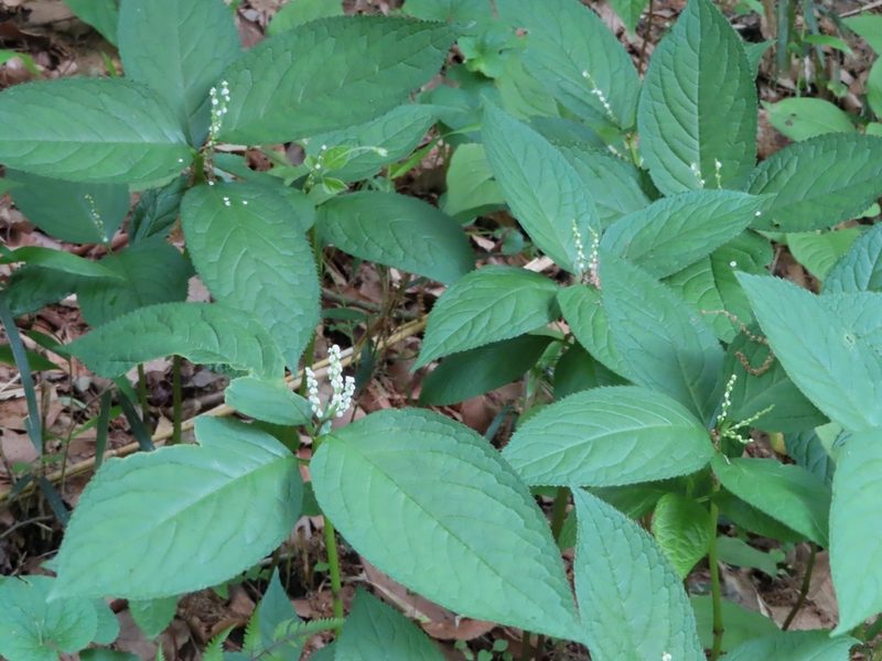 Chloranthus serratus, photographed by mami_t_t