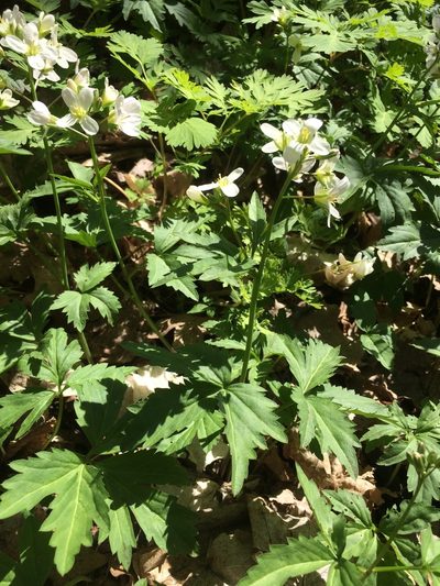 Cardamine maxima, photographed by Étienne Lacroix-Carignan