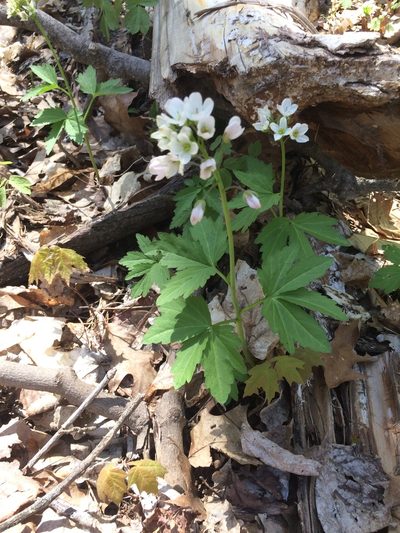 Cardamine maxima, photographed by Étienne Lacroix-Carignan