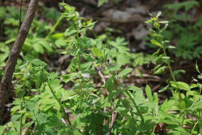 Corydalis solida, photographed by Daria