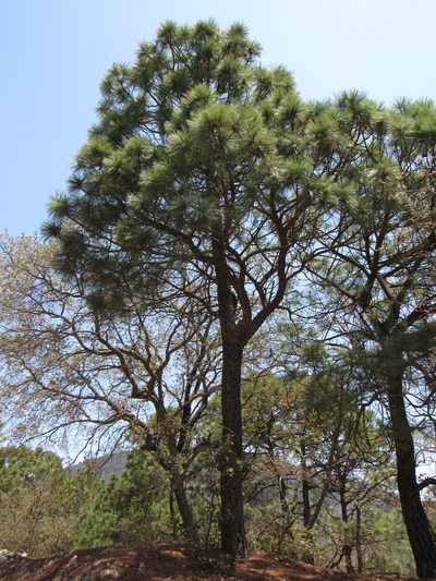 Pinus teocote, photographed by Oscar Alejandro Morales Juárez