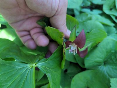 Trillium flexipes, photographed by Matthew Spoor