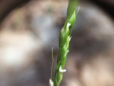 Oryzopsis asperifolia, photographed by Étienne Lacroix-Carignan