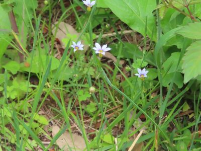 Sisyrinchium micranthum, photographed by mami_t_t