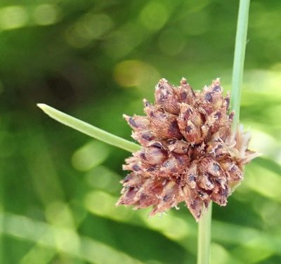 Ficinia laciniata, photographed by Nicola van Berkel